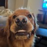 Lapsyn's profile picture