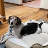 Фото профиля Beagle Dad