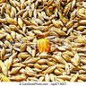 LittleYellow Seed 的头像