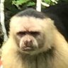 Deplorable Monkey's profile picture