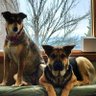 GermanSheps1 的头像