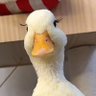 湖泊和你 profil fotoğrafı