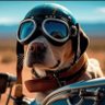 MotoSabaka z Mensku's profile picture