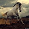 Carlos Flores's profile picture