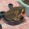 smol evul frogge (tsqriffraff.bsky) 💙💛 - ❤️💚🖤's profile picture