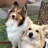 太郎 チーズ キッフェル レーチェ profil fotoğrafı