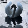 King Swan's profile picture
