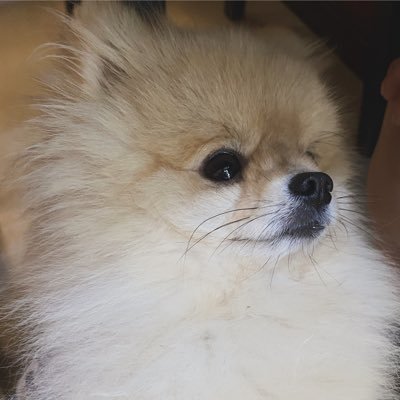 YoonKumaLover's profile picture