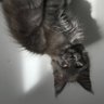 Tant va la cruche à lo,qu’à la fin tu m’les brises's profile picture