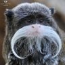BananasForBreakfast's profile picture
