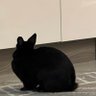 chompuchi •ㅅ• 的头像