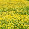 علي أبو عبدالله's profile picture
