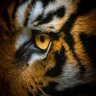 Profilbild von Itti🖤💛🇸🇦