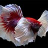 love fish profil fotoğrafı