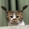 お米's profile picture