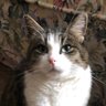 PussyCat ✝️🙏🎗️'s profile picture