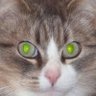 Profilbild von Mia🇫🇷 Militante pour la Protection Animale. 🇫🇷