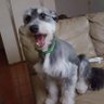 Rambo's profile picture