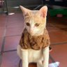 kanu petrarca's profile picture