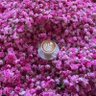 فوز العبدالله's profile picture