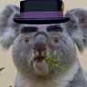 Profilbild von コアラコアラ