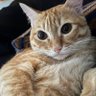 Profilbild von suuuuu_🐈🍊