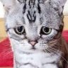 Profilbild von nipha♡☀️🍀
