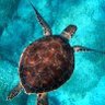 Turtle's profile picture