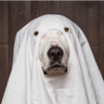 Ghost fantom profil fotoğrafı