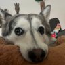 Steve profil fotoğrafı