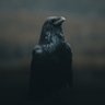 Black's profile picture