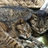 Profilbild von まっちゃん🙋‍♀️🐱😺🪴