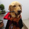 SansBlaze (RE) profil fotoğrafı