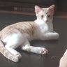 atilla 的头像