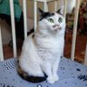 Шако profil fotoğrafı