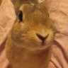 うさぎさん 的头像