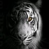 Ravi's profile picture