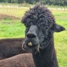 Profilbild von GAIABot4Earth