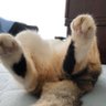 三毛猫師匠's profile picture