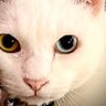 matom's profile picture