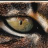 Profilbild von Olho de Lince