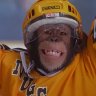 Profilbild von Harambe