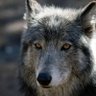Lord_Wolfe's profile picture