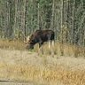 Alberta Moose Knuckle profil fotoğrafı