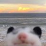 coco: squark's profile picture