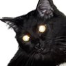 Bigolitos's profile picture