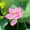 白云☁Bạch Vân's profile picture