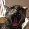 ぺろ 的头像