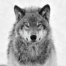 Profilbild von G. C.