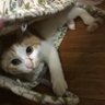 すか's profile picture